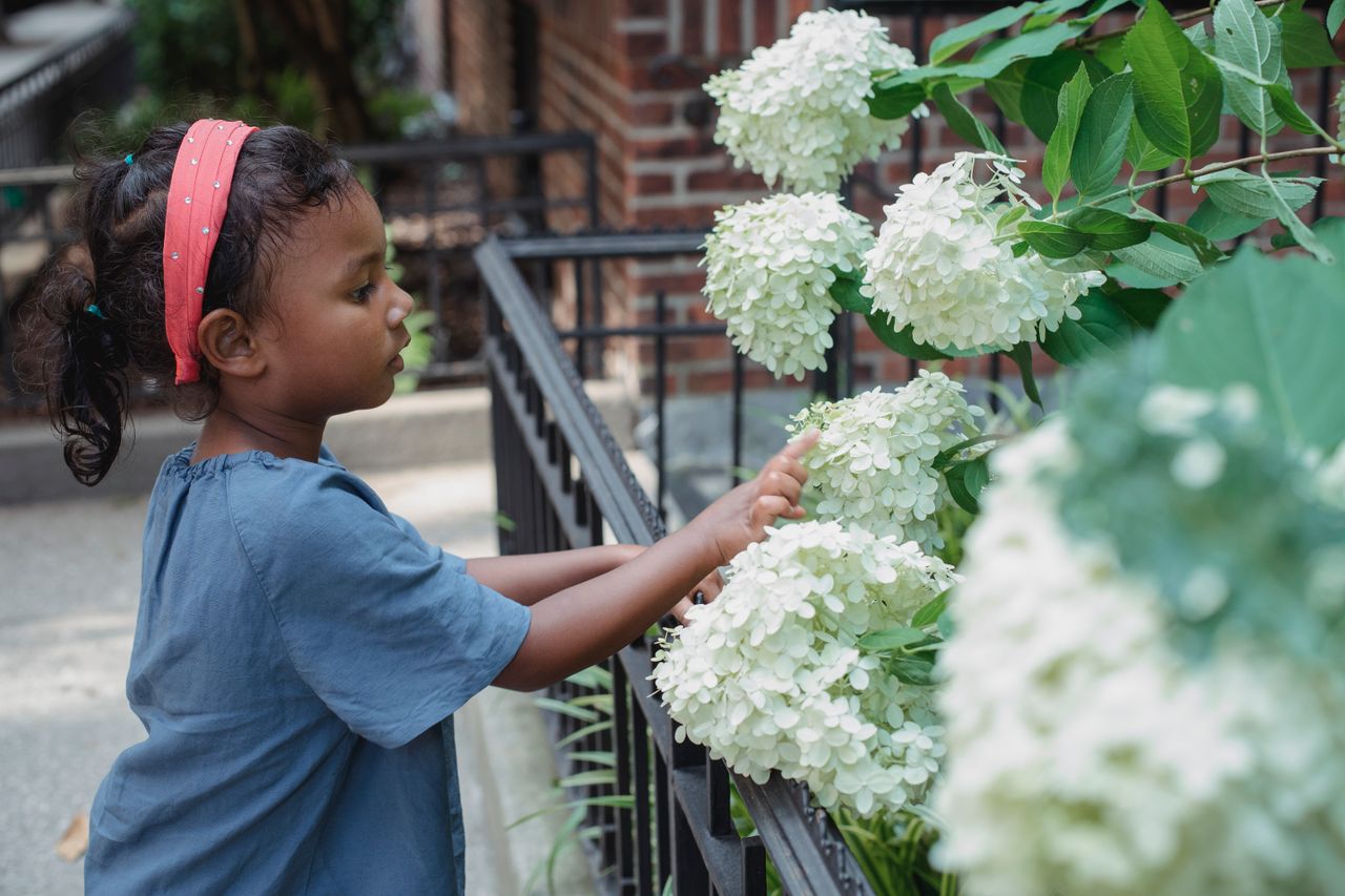Side view of Asian kid with dark hair in casual clothes standing on street near blooming Hydrangea paniculata and touching flowers in daytime