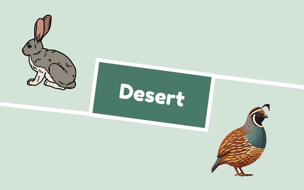 Desert, rabbit and quail