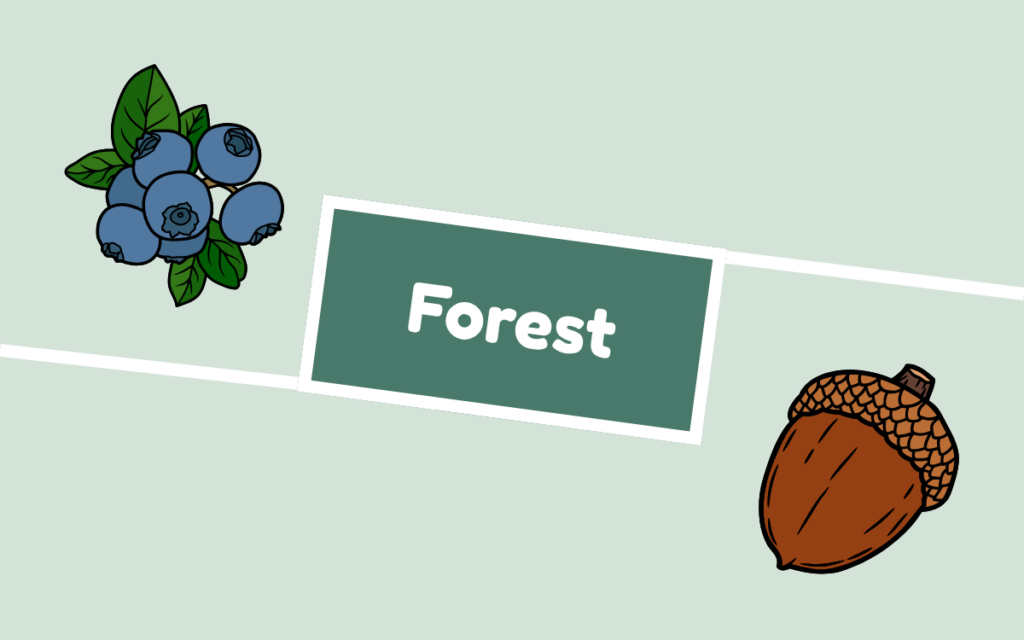 Blueberry and acorn. Habitat forest