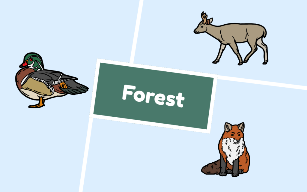 Wood duck, white tailed deer and red fox